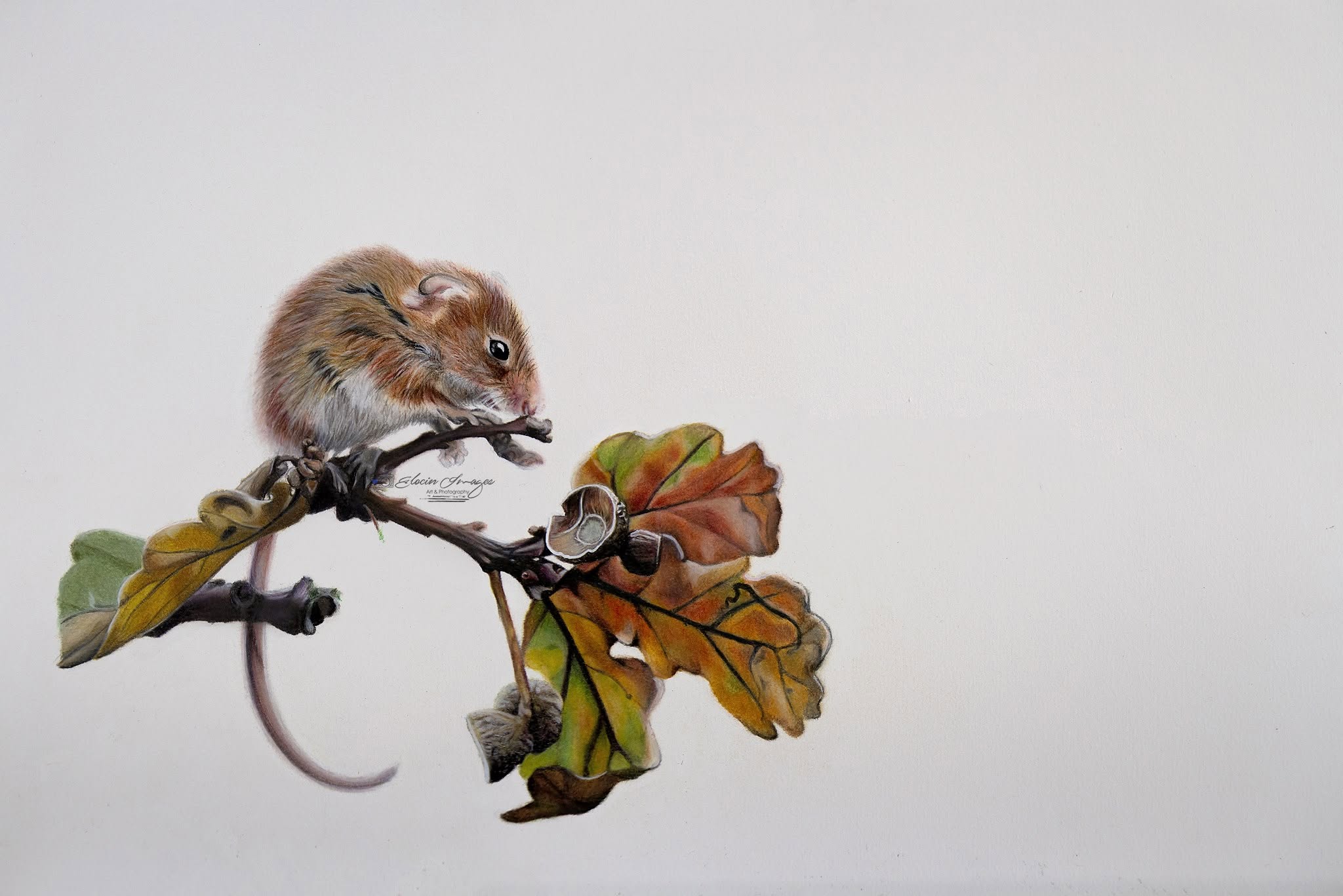Harvest mouse pencil artwork