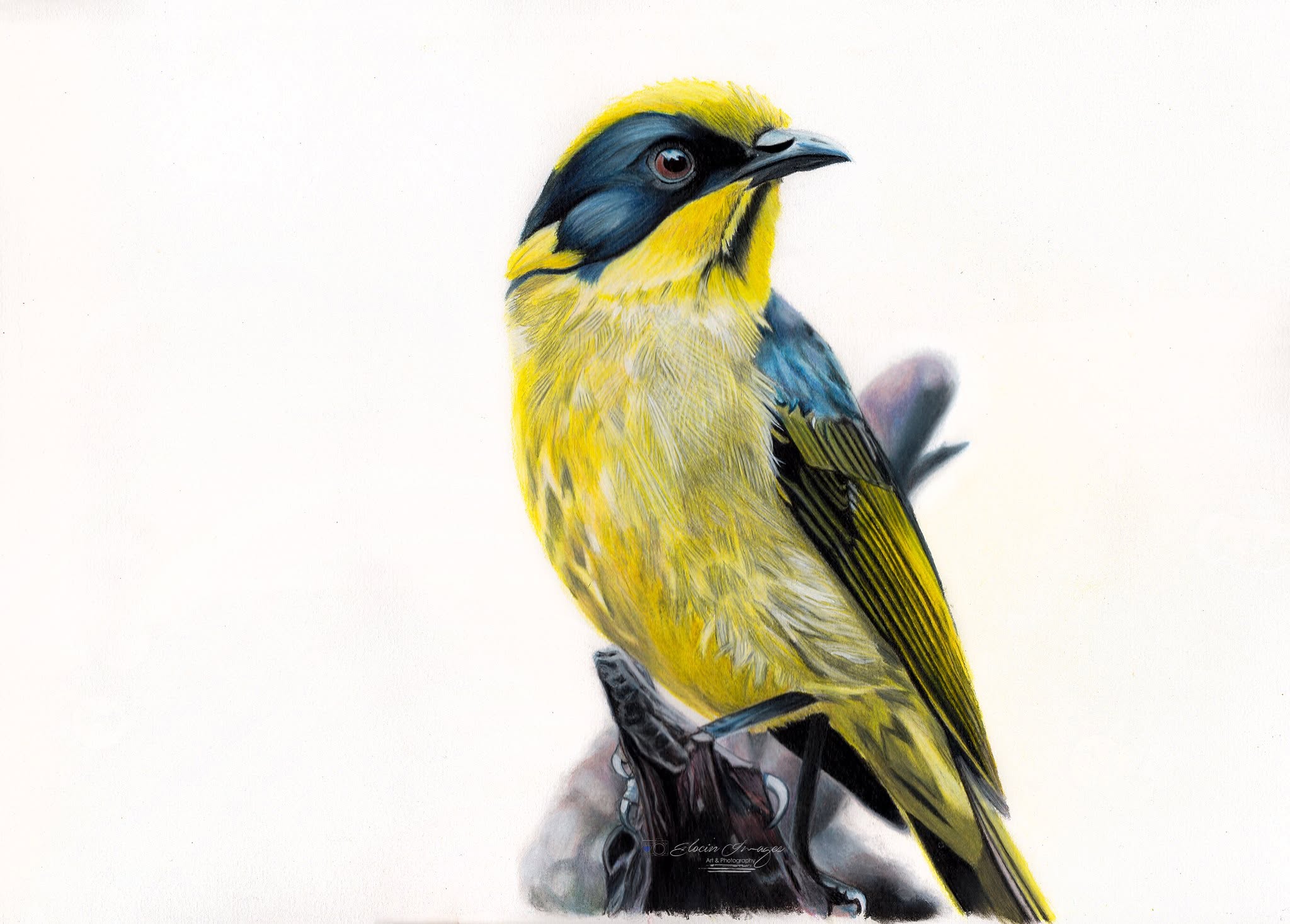 Helmeted honeyeater pencil artwork