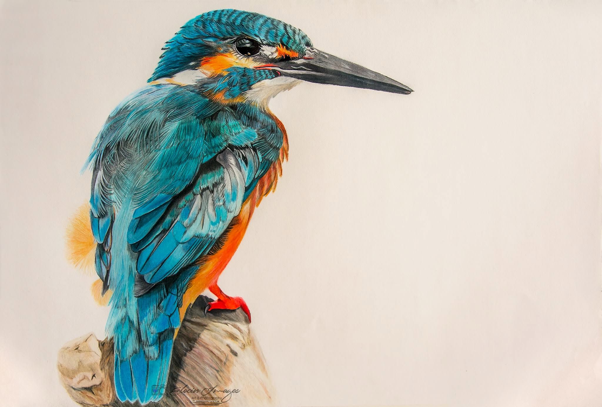 Kingfisher pencil artwork