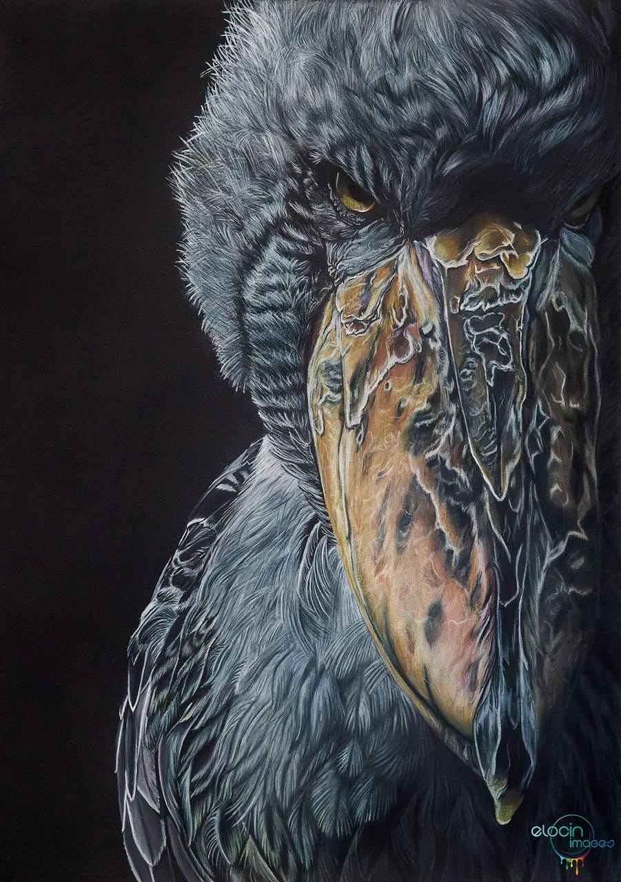 Shoebill Stork coloured pencil artwork
